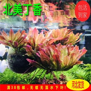北美丁香水草中景前景自养水下叶粉红色水草草缸造景稀有水草鱼缸