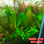 大气泡椒草凤梨椒草稀有水草阴性懒人水草大型植物生态缸主景草