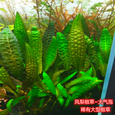 大气泡椒稀有椒草主景草