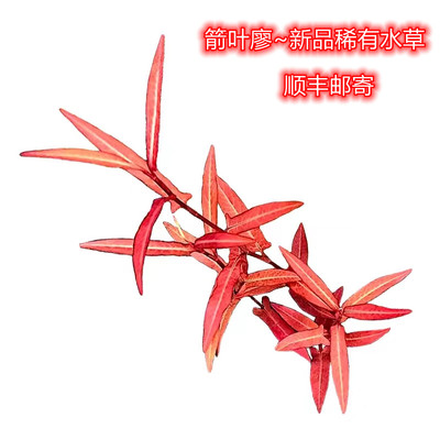 箭叶蓼阴性水草挺水植物