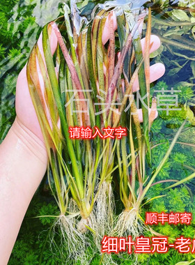 细叶皇冠ada水草稀有水兰老虎兰淡水阴性草懒人水草日本细叶皇冠