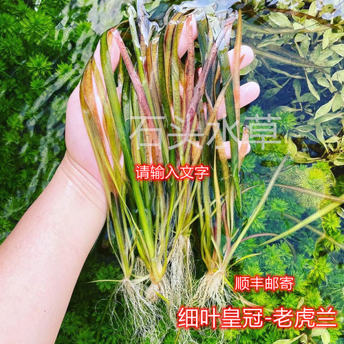 细叶皇冠懒人水草稀有皇冠