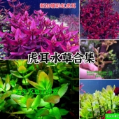 粉虎耳紫虎耳水草自养水下叶中后景水草水草造景新加坡紫虎耳合集