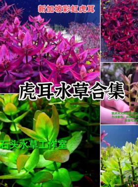 新加坡紫虎耳粉虎耳紫水草合集