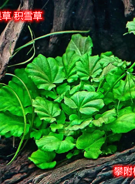 ada小香香草苹果草稀有水草阴性水草懒人水草草缸造景大叶天湖葵