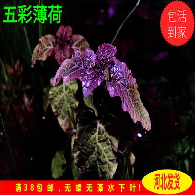 五彩稀有水草中后景自养