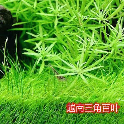 稀有水草新品种越南三角百叶