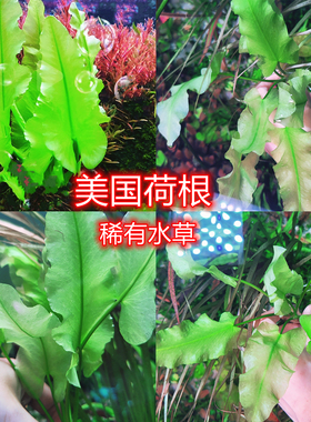 美国荷根ada稀有水草红荷根绿色懒人造景装饰阴性好养淡水草缸