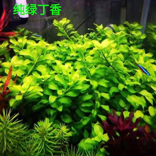 绿丁丁香大叶水草无需二氧化碳