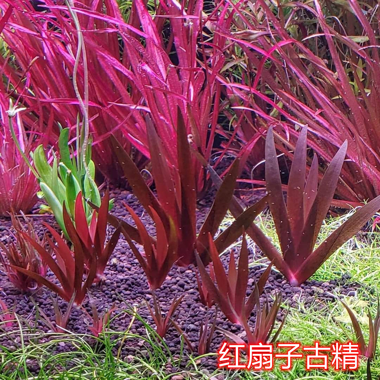 红扇子古精水草红扇水草稀有高端水下叶前中景鱼缸造景迷你古精