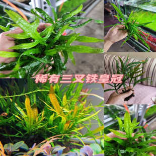 叉叶铁皇冠稀有水草三叉铁皇冠巨人叉叶铁阴性水草懒人水草