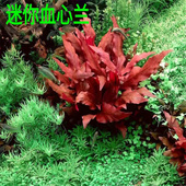 迷你血心兰丹麦大红玫瑰稀有红色水草ada造景水草淡水自养水下叶