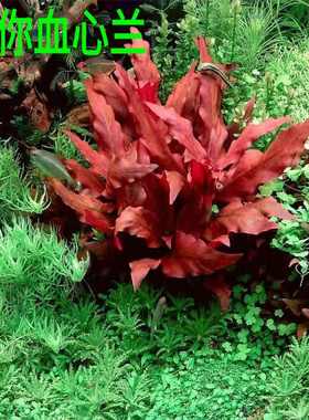 迷你血心兰丹麦大红玫瑰稀有红色水草ada造景水草淡水自养水下叶