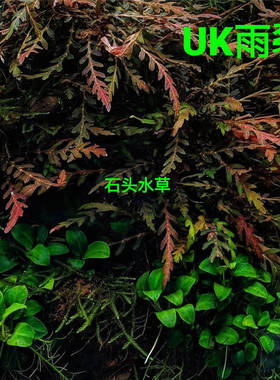 uk雨裂水蓑衣水草ADA水草ada睡莲矮生品种草缸造景雨裂水蓑衣水草
