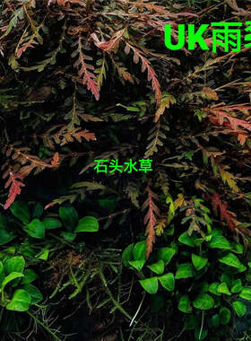 uk雨裂稀有水草ada草缸造景