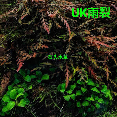 uk雨裂稀有水草ada草缸造景
