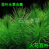 火花百叶ada水草紫百叶日本百叶巴西百叶中后景水草自养水下叶