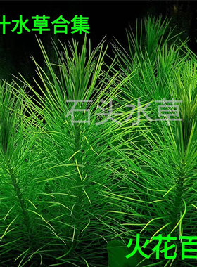 火花百叶ada水草紫百叶日本百叶巴西百叶中后景水草自养水下叶