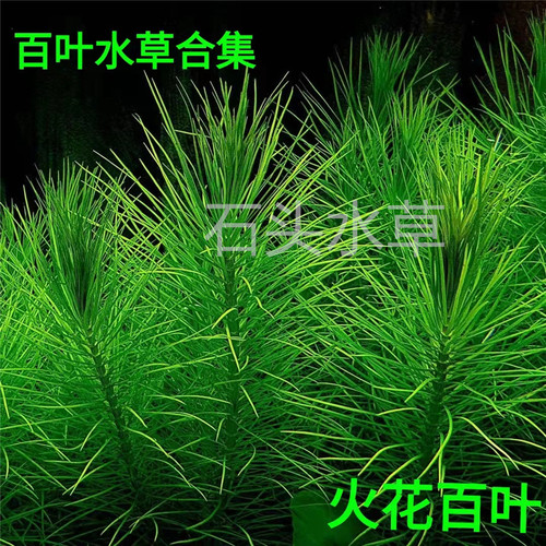 火花ada水草日本百叶巴西后景