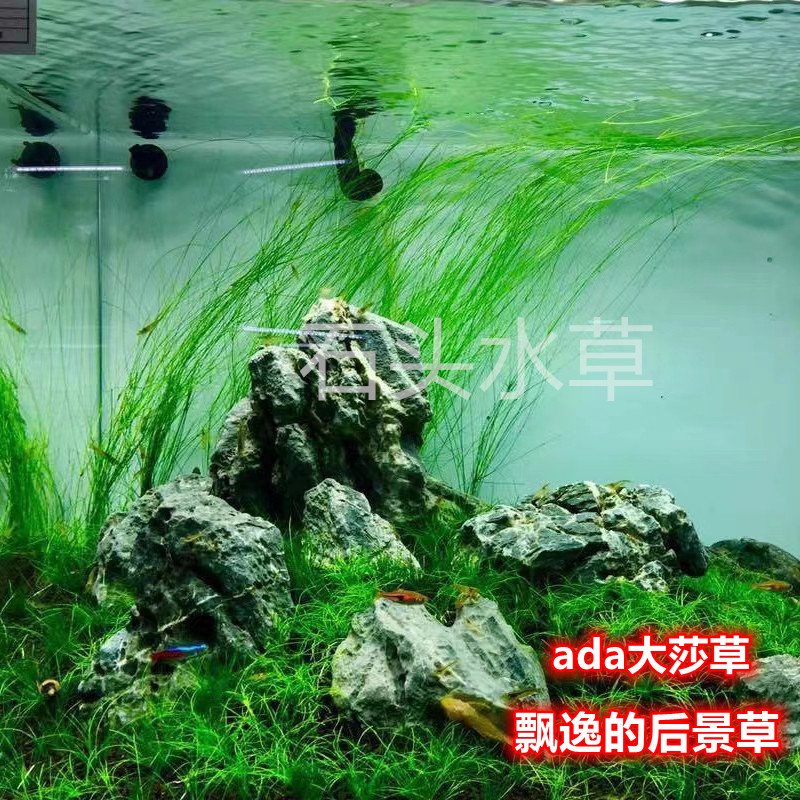 ada大莎草细叶水兰草缸造景溪流缸水草懒人阴性飘逸后景
