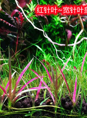 红针叶皇冠宽叶针叶皇冠稀有水草前景红草ada水草造景迷你小水兰