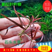 紫红针叶柳ada稀有水草前景草前景红草荷兰景水草水中叶红针叶