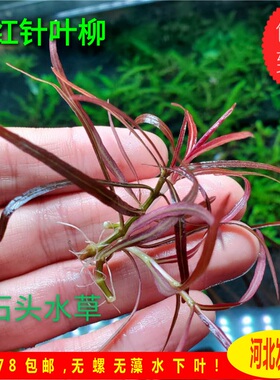 紫红针叶柳ada稀有水草前景草前景红草荷兰景水草水中叶红针叶