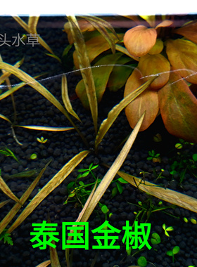 泰国金椒椒草ada老虎椒稀有椒草金色椒草缸造景自养水下叶
