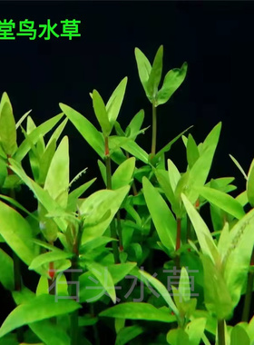 稀有水草天堂鸟水草ada造景翠绿色水草中后景工作室自养水下叶