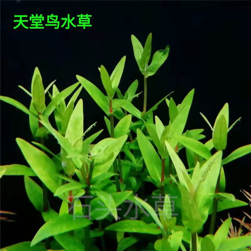 稀有水草天堂鸟ada造景后景