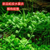 蛇皮水蓑衣稀有前景水草匍匐生长纯绿色水草草缸造景点缀趴地矮
