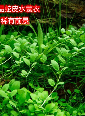 蛇皮水蓑衣稀有前景水草匍匐生长纯绿色水草草缸造景点缀趴地矮