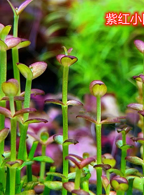 紫红小圆叶西瓜对叶水草水草造景懒人水草水下叶南美小圆叶小型草