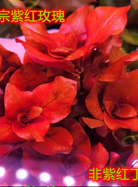 紫红大叶丁香稀有水草ada造景紫红玫瑰中后景水草大红叶水下叶