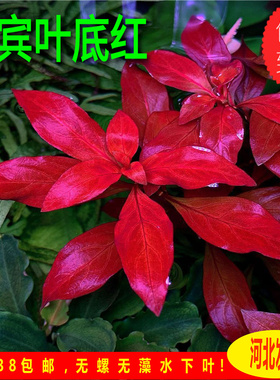 鲁宾叶底红自养水下叶大红叶水草草缸造景荷兰景水草