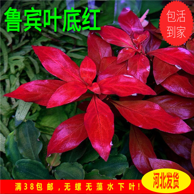 鲁宾底红自养水下叶荷兰