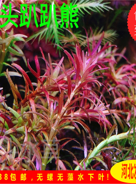红头趴趴熊水草稀有水草红色前景草自养水下叶草缸造景自养水下叶