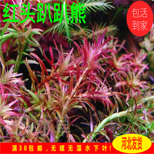 红头趴趴熊水草稀有水草红色前景草自养水下叶草缸造景自养水下叶