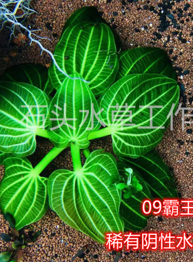 深绿09霸王稀有水草绿色水草09伊瓜苏阴性水草水下叶自来水养殖