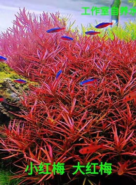 小红梅水草大红梅中后景水草自养水下叶红色水草水草造景