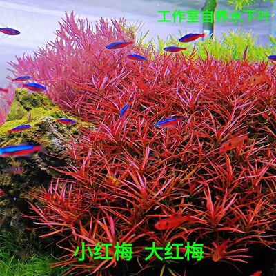 小红梅水草自养水下叶水草造景