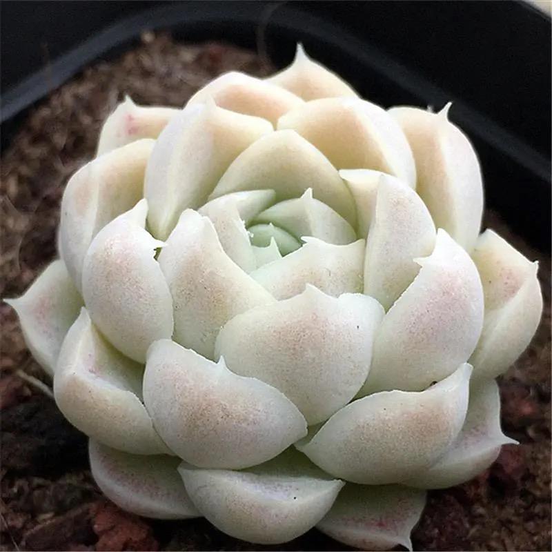 多肉植物月影系列韩国进口精养肉肉植物白月影群生创意花卉小盆栽