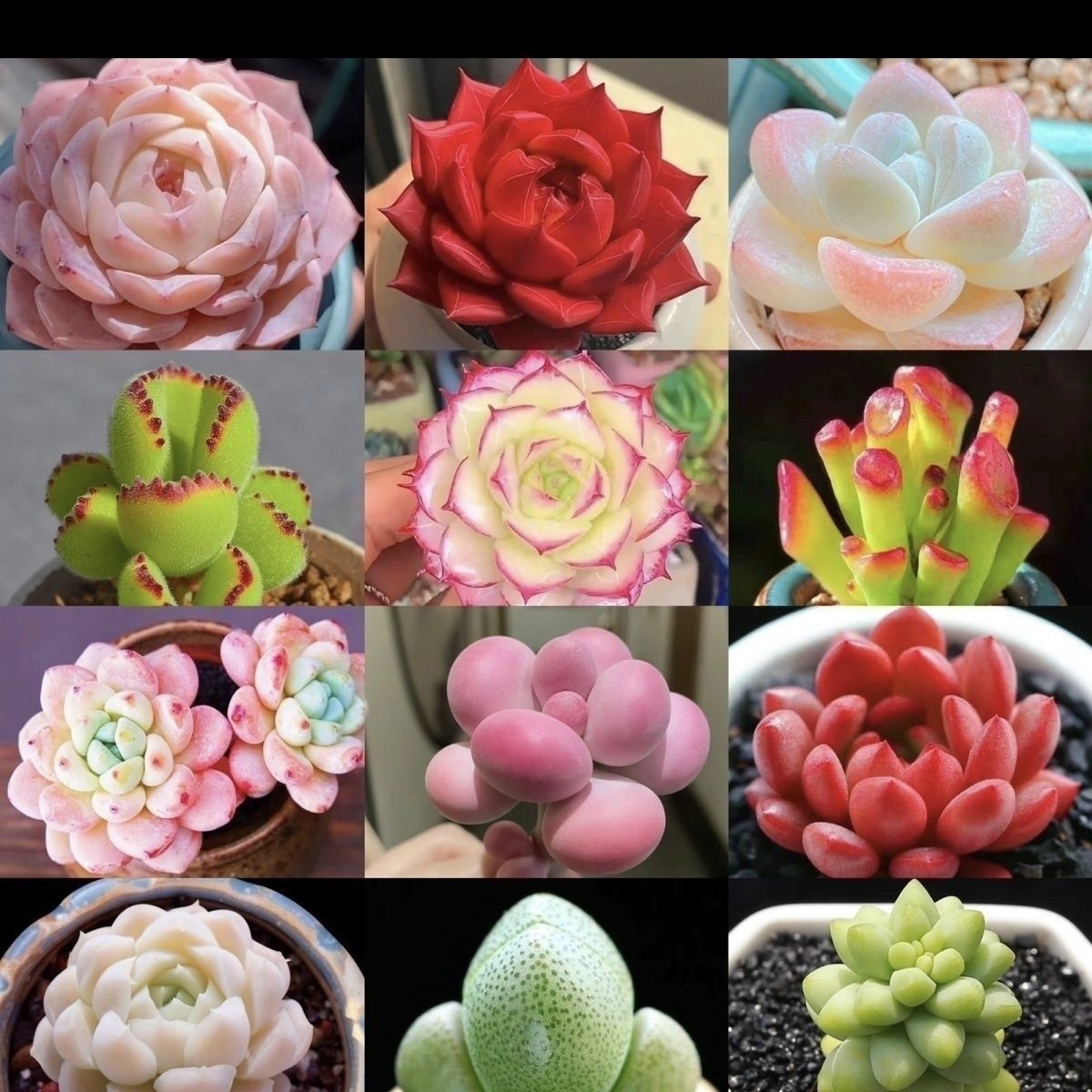 多肉植物群生绿植花卉盆栽室内易活好养招财进宝组合桃蛋玉露套餐