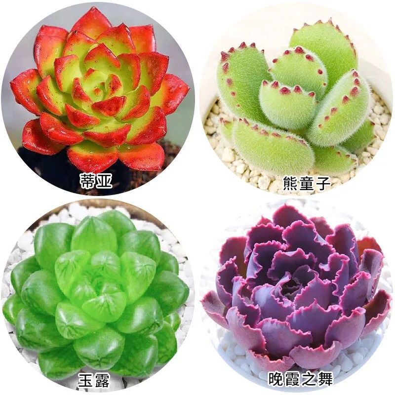 多肉植物群生绿植花卉盆栽室内易活好养招财进宝组合桃蛋玉露蓝鸟