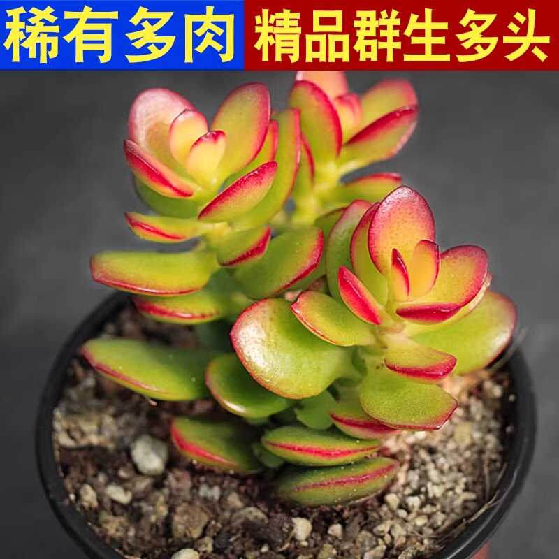 多肉植物组合绿植花卉盆栽大颗带盆好养多头老桩群生黄金花月肉肉