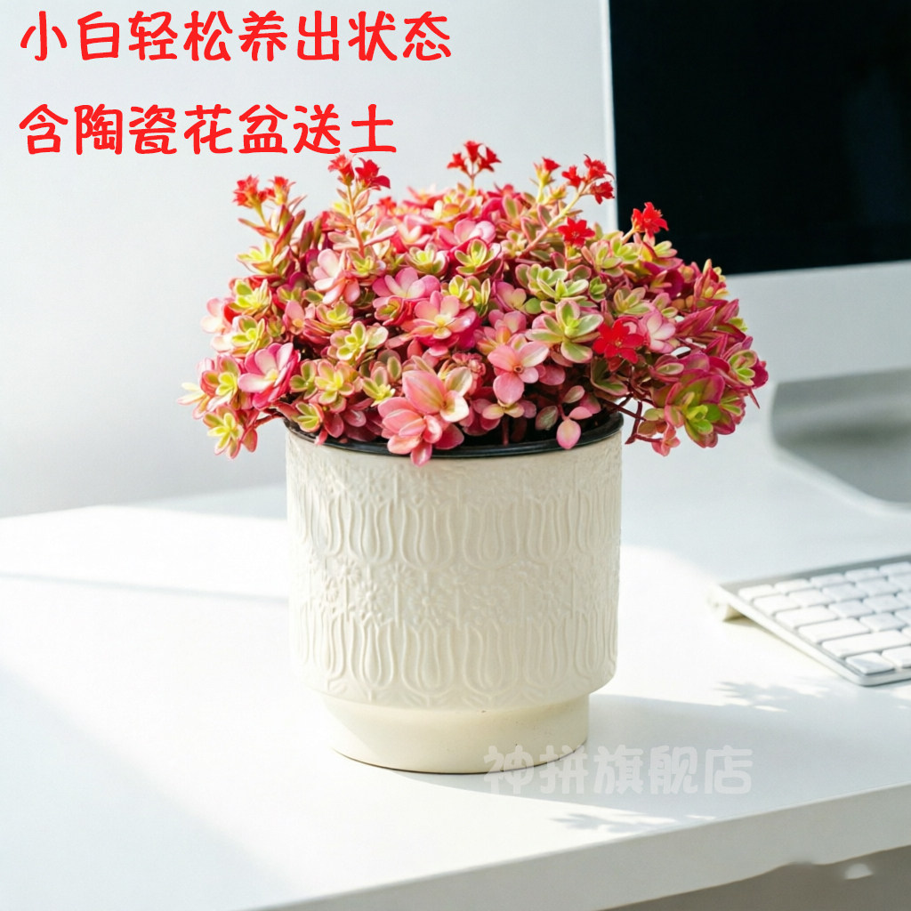 太阳花锦 垂吊超大多肉植物组合盆栽群生多头肉肉绿植花卉胭脂云