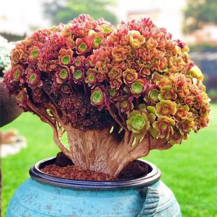 玫瑰缀化老桩法师多肉植物盆栽多多肉植物