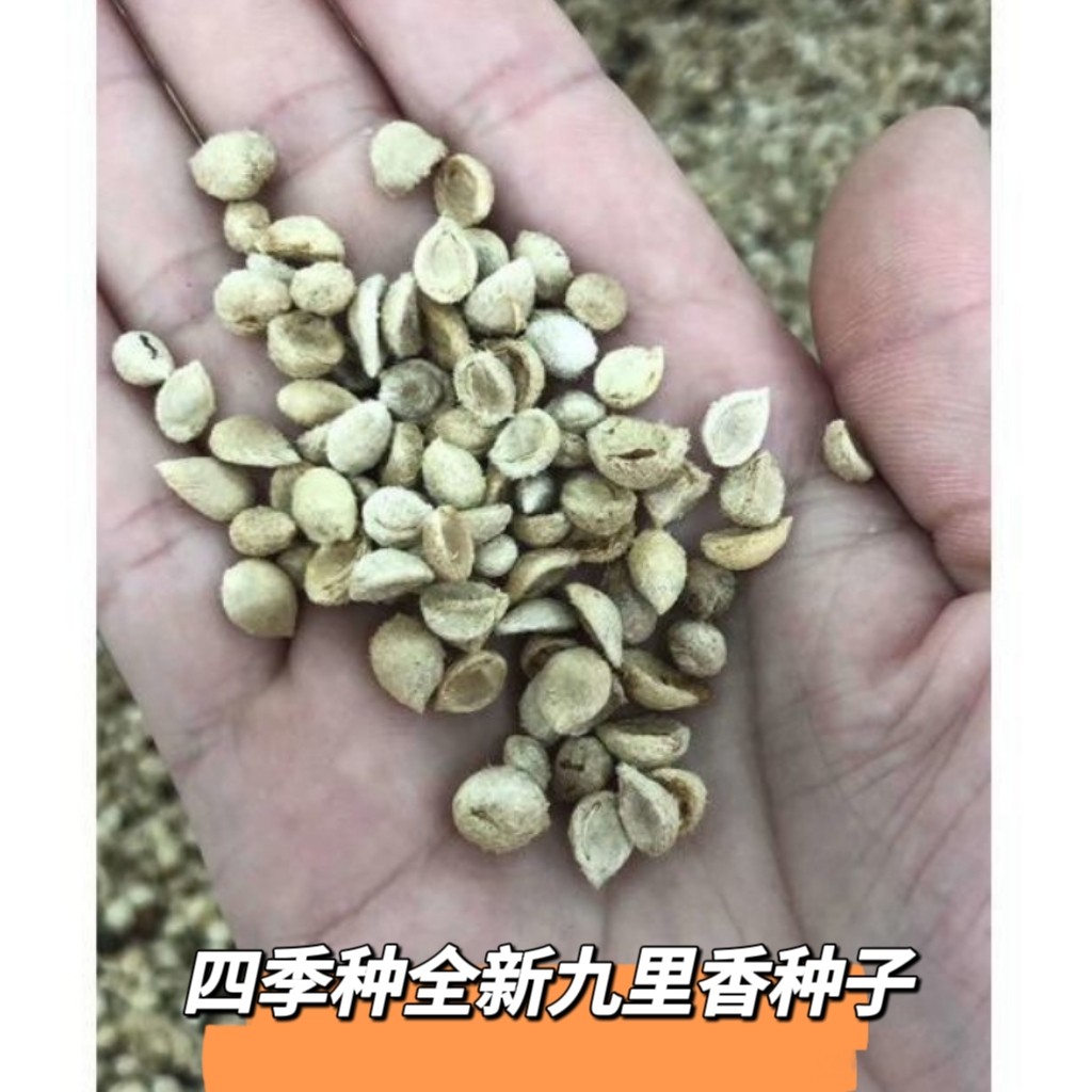花卉驱蚊草种子九里香种籽多年生花种四季种盆栽简单易种易活包邮