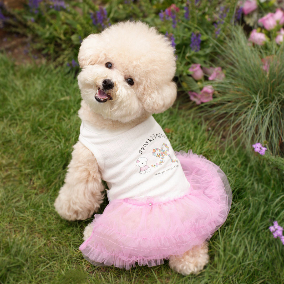 韩系宠物衣服多巴胺小型犬连衣裙小狗弹力蓬蓬裙夏季薄款蕾丝打底