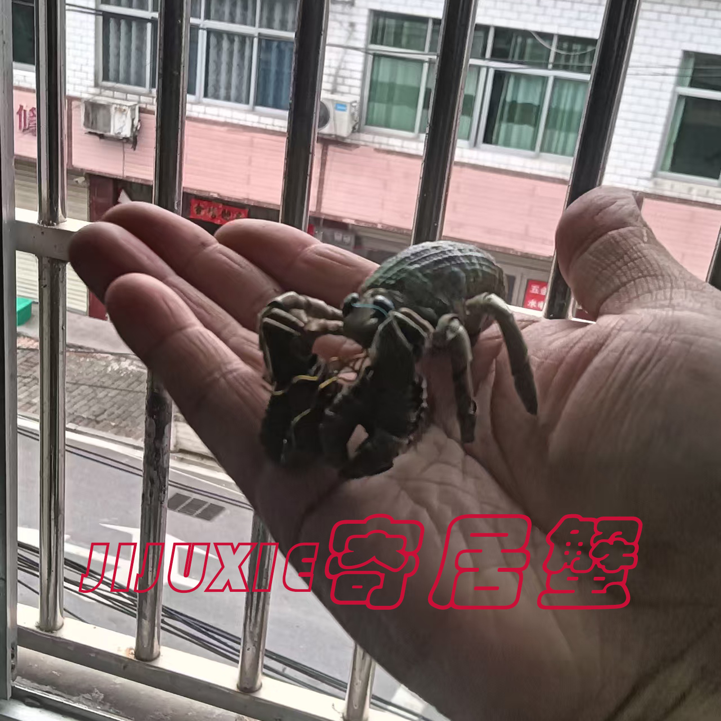 精品棕编寄居蟹很漂亮适合小